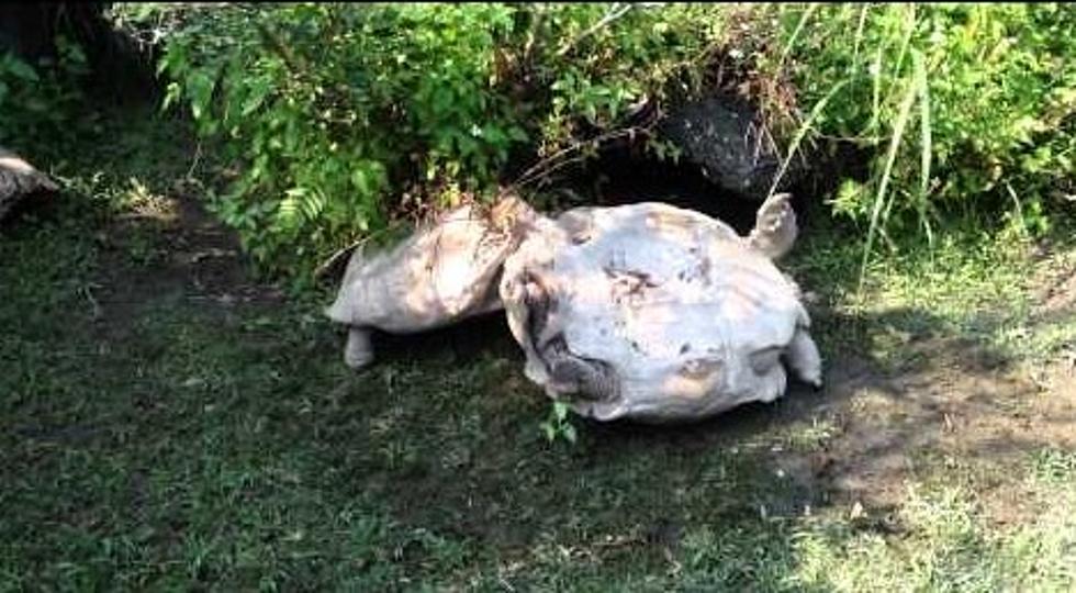 Turtle Helps Other Turtle Off It’s Back [VIDEO]