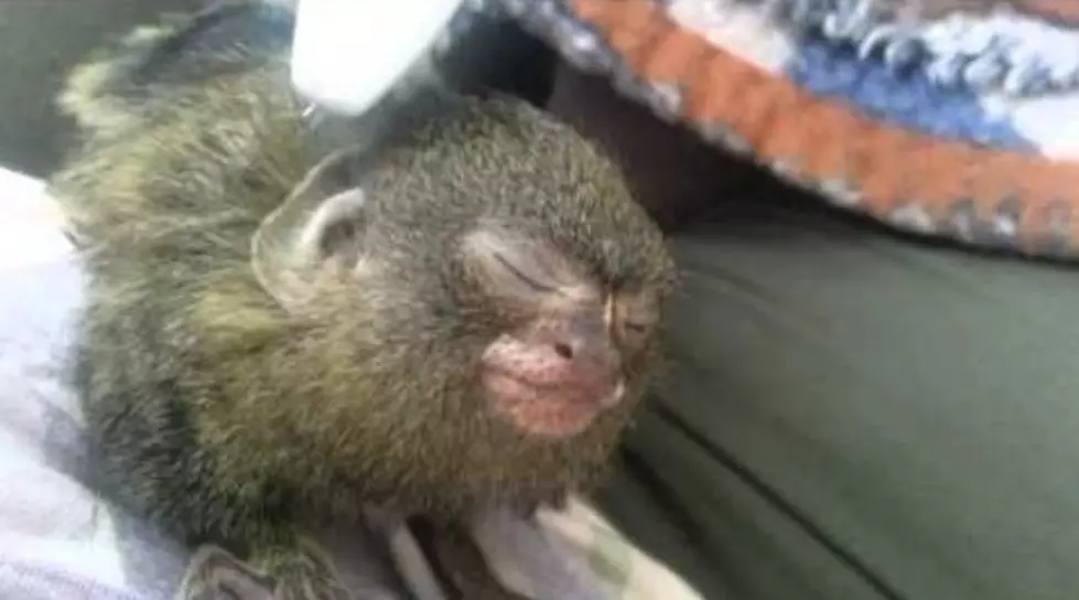 World’s Smallest Monkey Combed by Toothbrush [VIDEO]