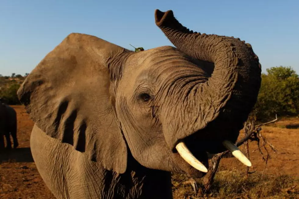 Elephant Tries to Impregnate Car [VIDEO]