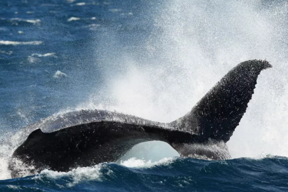 Don&#8217;t Swim With Whales Because They Can Poo All Over You [PHOTOS]
