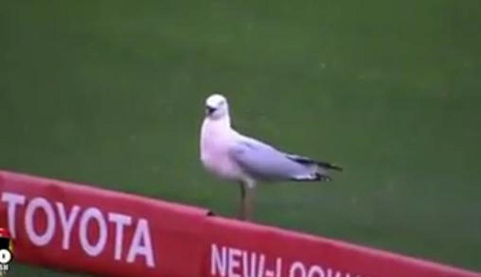 Crowd Goes Wild When Seagull Comes Back From The Dead In Cricket Game [VIDEO]