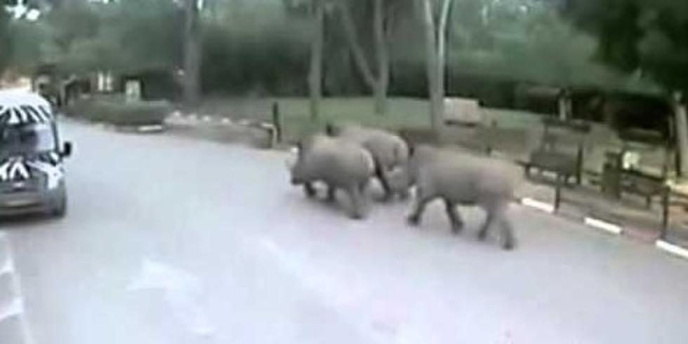 Three Rhinos Escape From Zoo After Guard Falls Asleep [VIDEO]