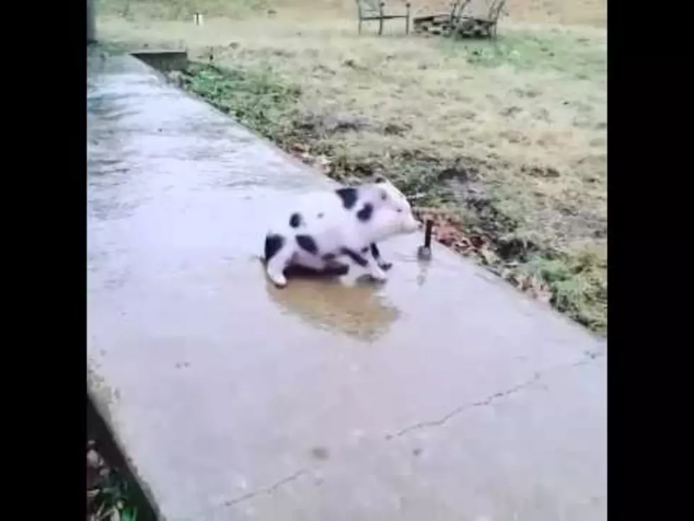 A Piglet Sliding On Ice Can Change The World [VIDEO]