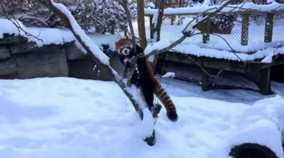 These Red Pandas Playing In The Snow Will Rock Your World [VIDEO]