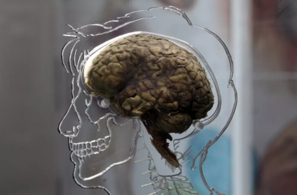 The Truth About The 9 Brains (Video)