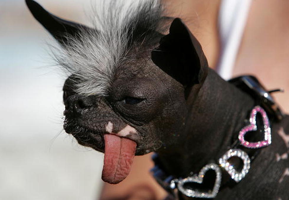 Find Out What Makes Me Feel Like The Ugliest Dog In The World (Video)