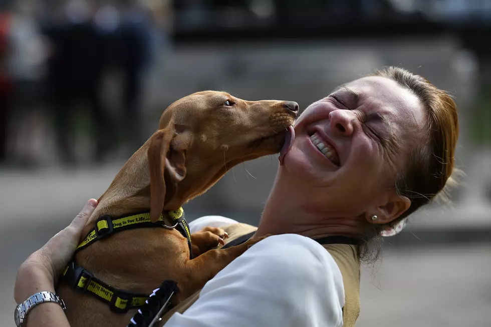 You Can Now Be Buried With Your Pets In New York State