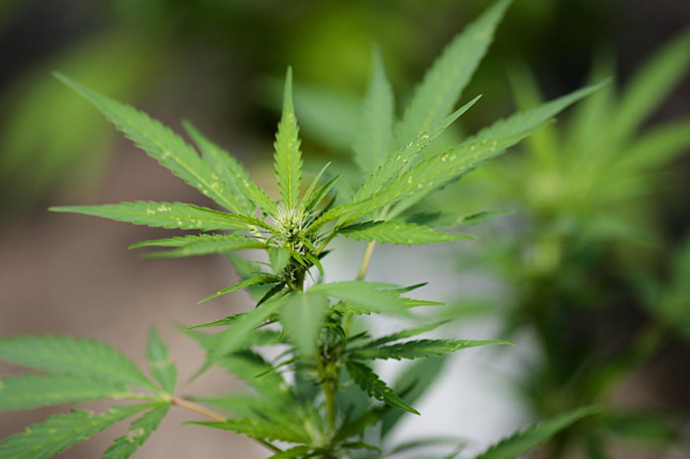 Albany Now Has Three Marijuana Dispensaries