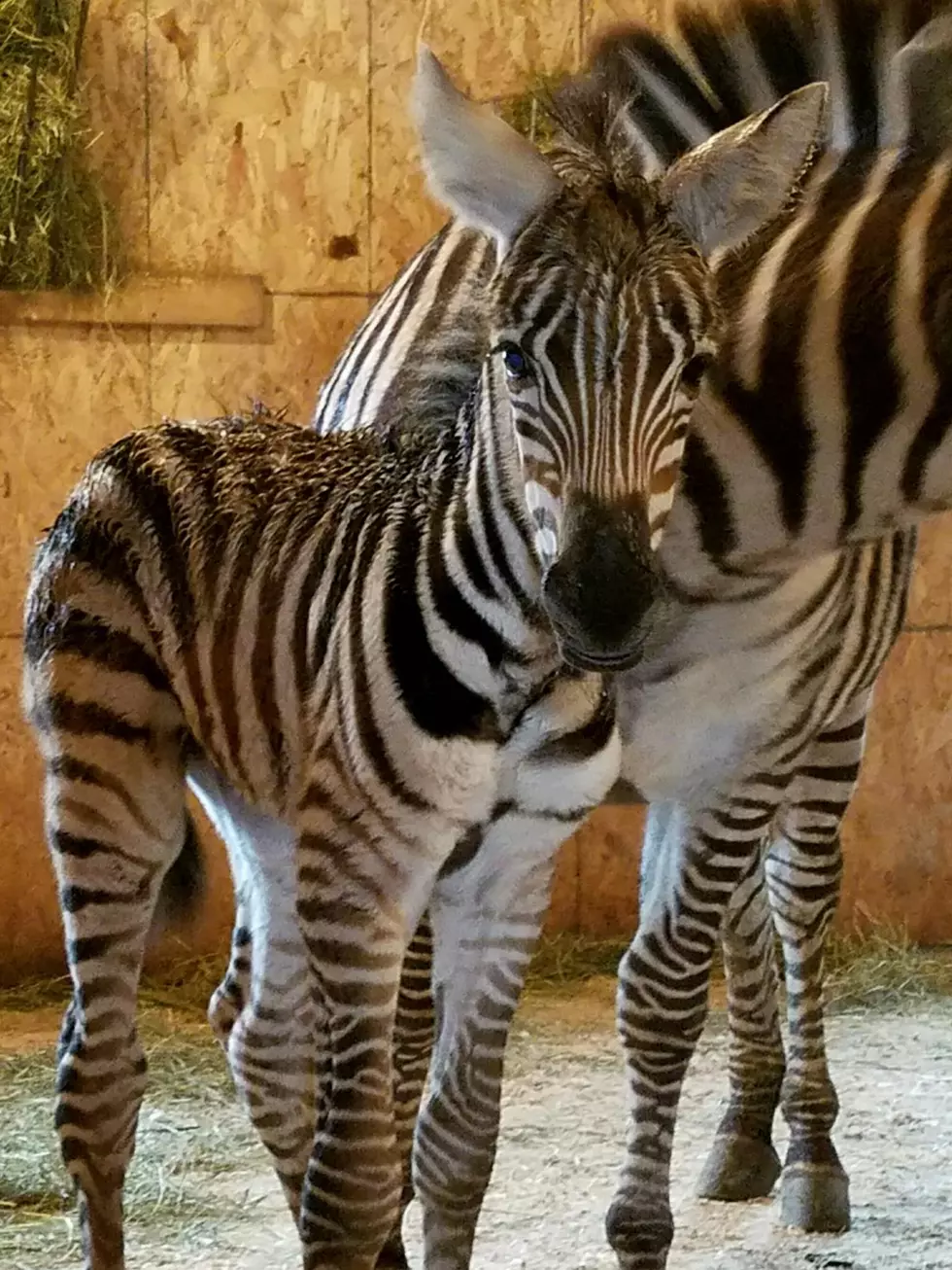 Zebra Born at Upstate NY Wild Animal Park During Snowstorm Gets Fitting Name
