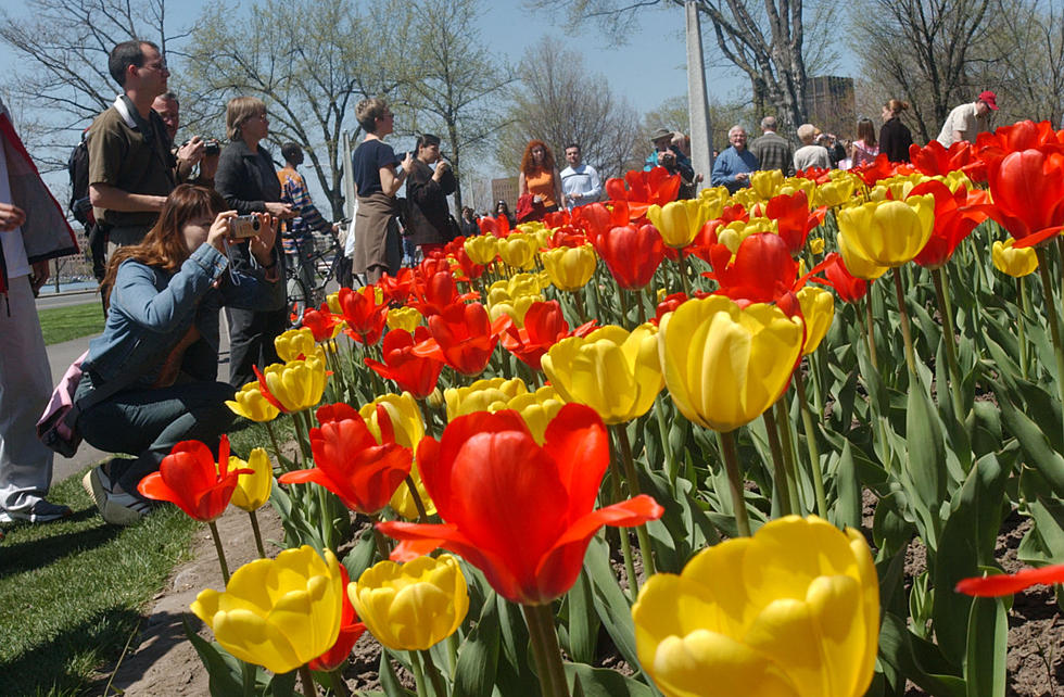 Albany Tulip Festival Coming Mother’s Day Weekend