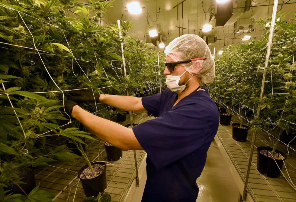 Albany County Getting First Medical Marijuana Growing Company