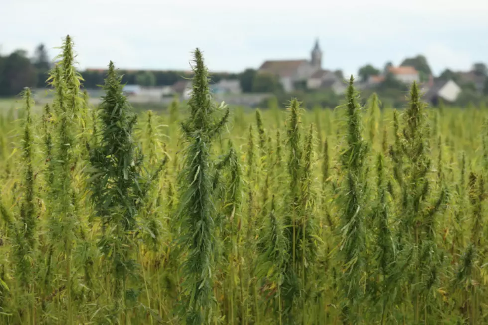 Millions May be Invested in Local Hemp Processing Plant