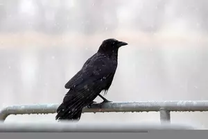 Capital Region Getting Rid of Crows This Week