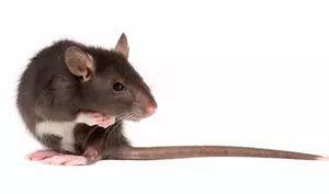 Capital Region Makes List of Top Cities For Rats
