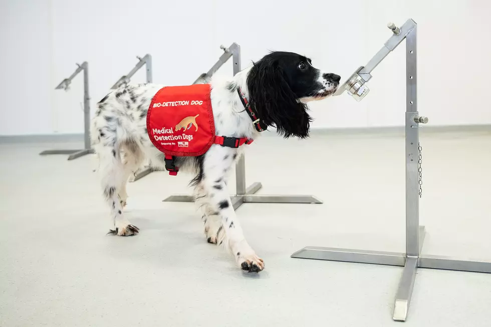 Could The Albany Airport Have COVID-19 Sniffer Dogs In The Future