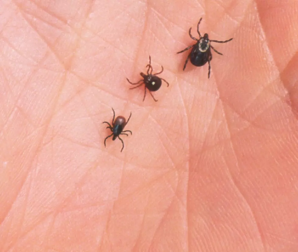 New Aggressive Lone Star Tick Is Invading New York