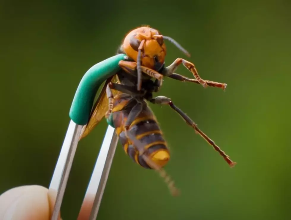The Three Craziest Murder Hornet Videos You’ll See Today