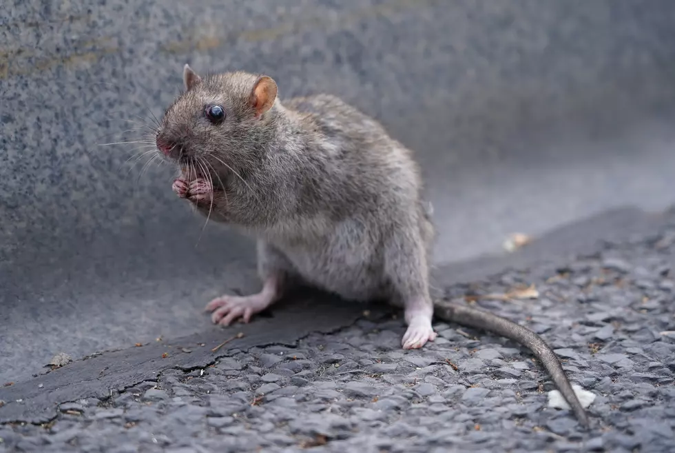 Three Upstate Cities are Ranked the Most Rat-Infested