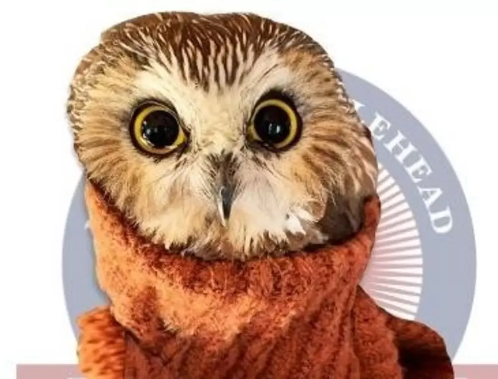 Rockefeller the Owl is Now A Bobblehead…Order Yours Today
