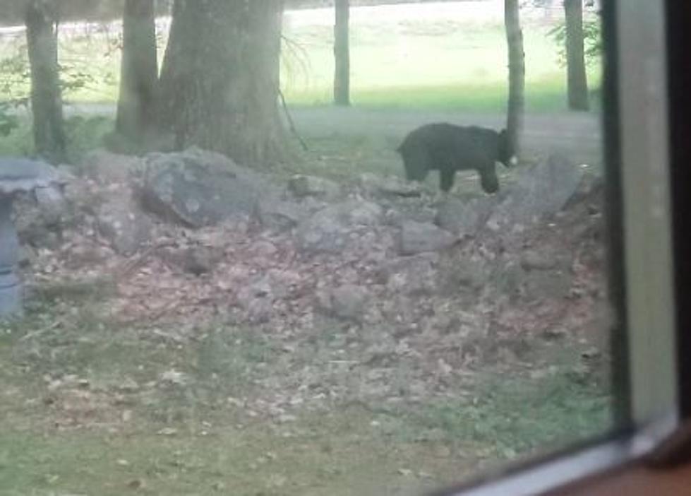 NSFW Video of a Black Bear In Steve's Averill Park Yard