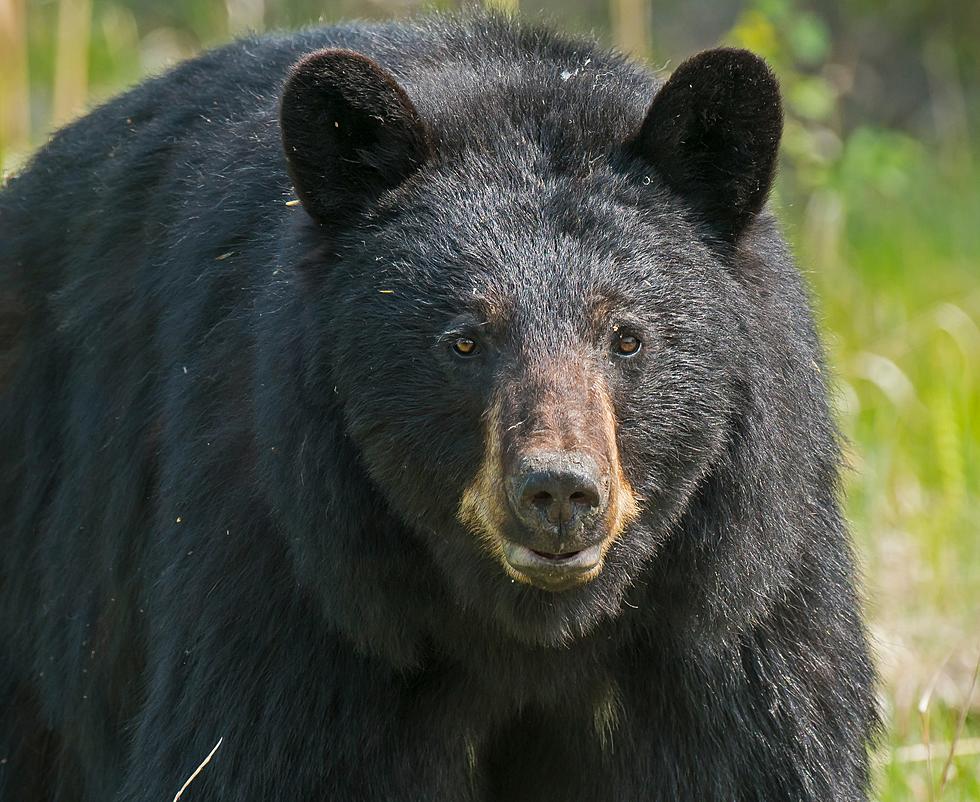 Bear Escape in the Adirondacks - 300lb Black Bear on the Loose!
