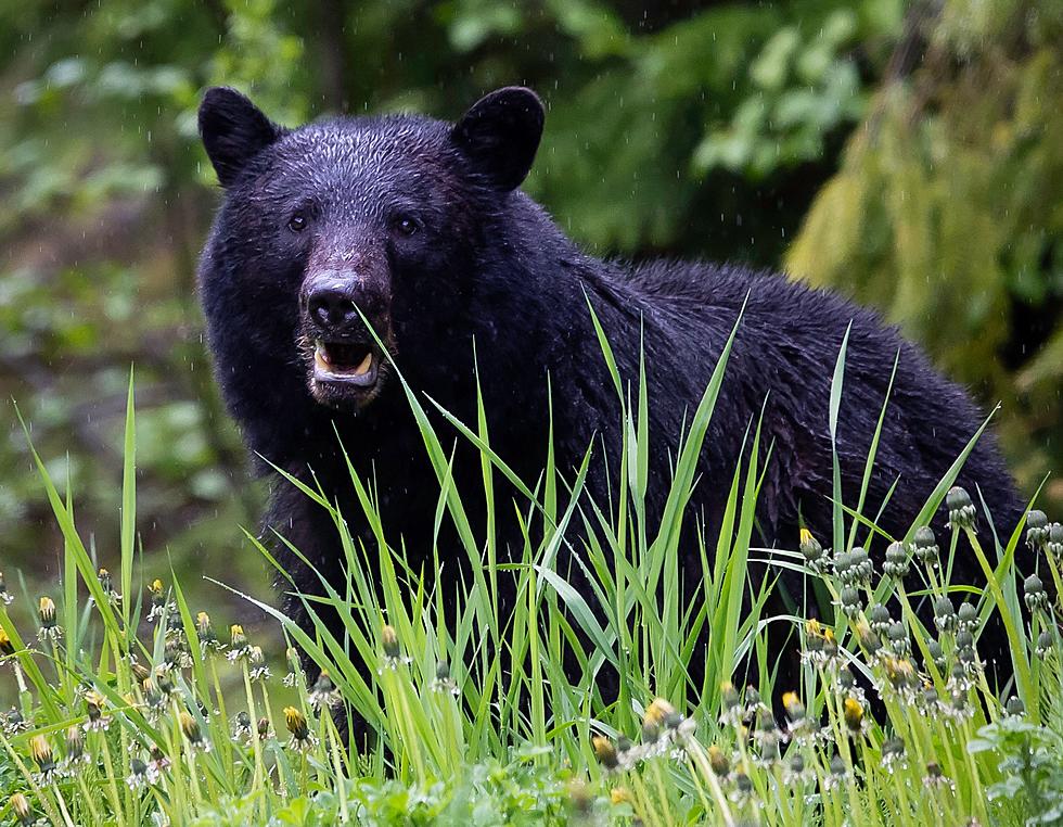 Update – Adirondack Black Bear Escapee Located