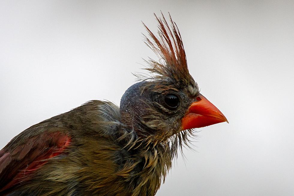 Hundreds of Songbirds Dying-Will Mystery Disease Reach New York?