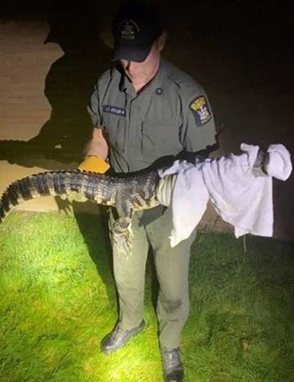 You Won't Believe Where this Alligator Was Found in NY