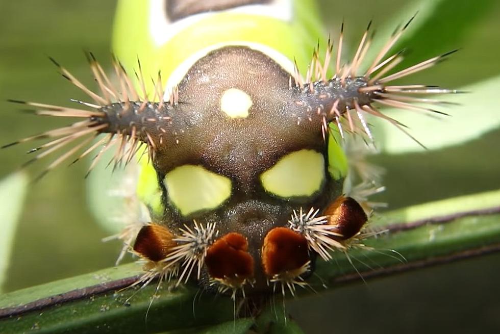 These 10 New York Bugs Are The Things of Nightmares