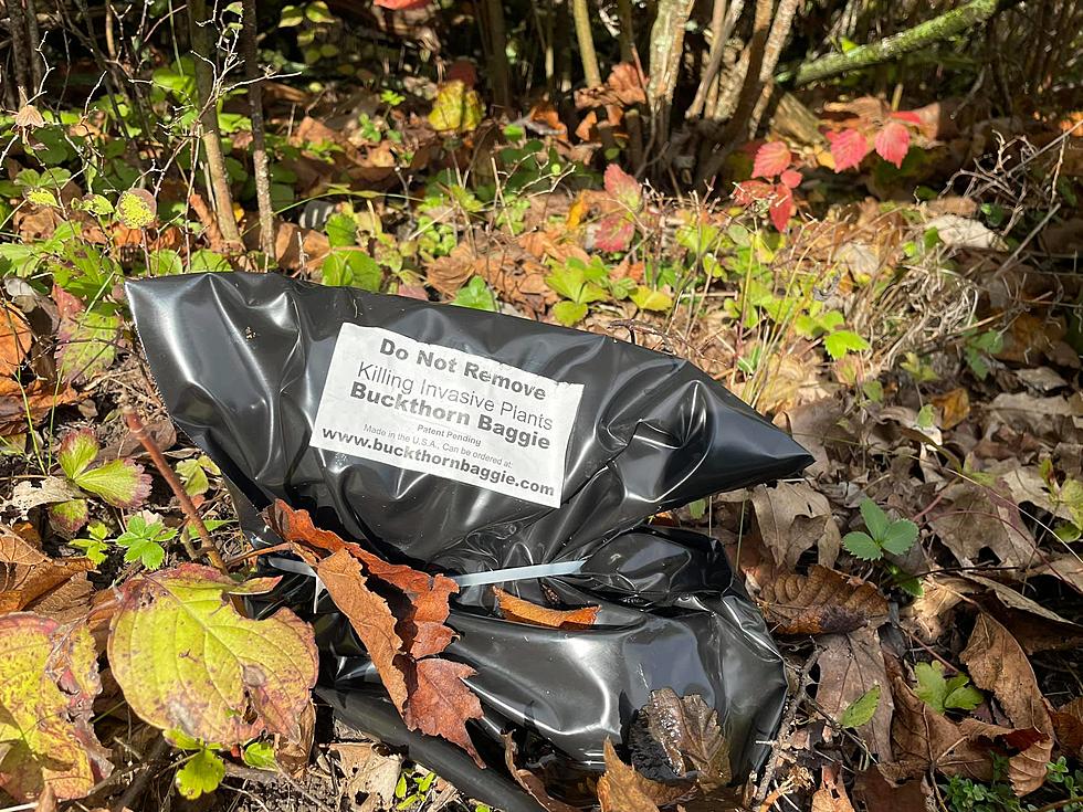 What are These Black Bags Found All Over Thacher State Park?