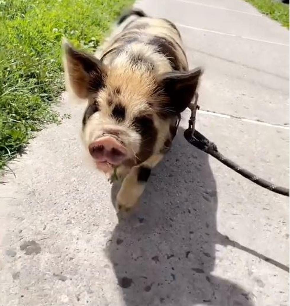 Have You Seen a Pig Hiking Upstate New York? Meet Eleanor Pigby