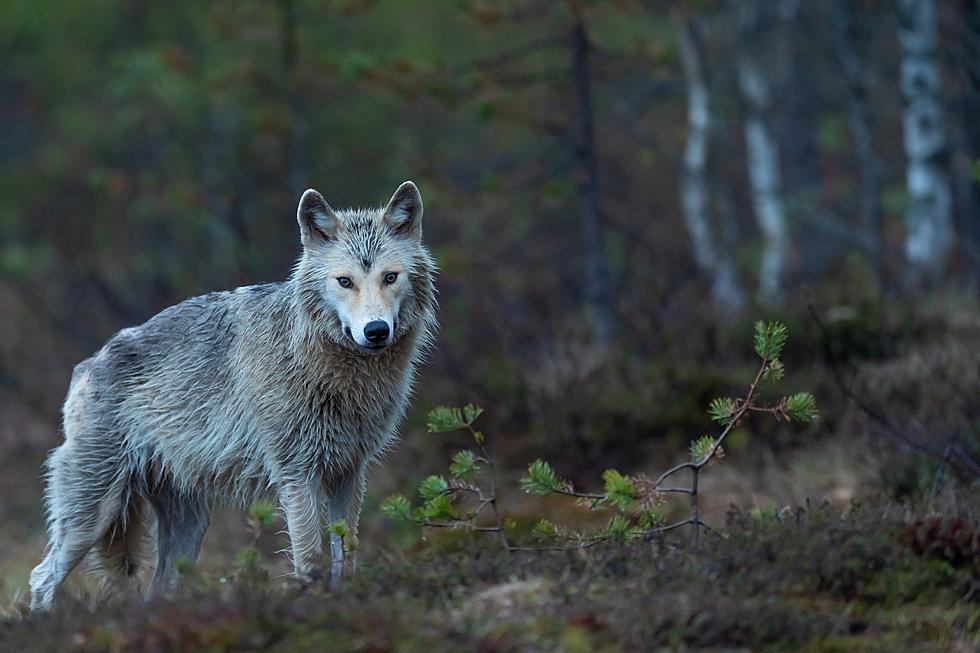 New York DEC Orders Re-Homing of Ambassador Wolves from Refuge!