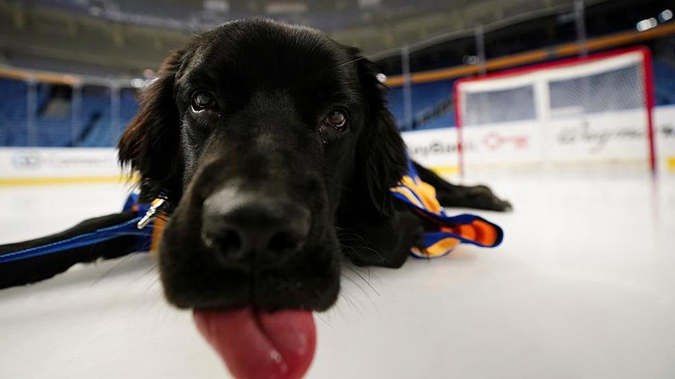 Newest Buffalo Sabres Drools A Lot and Can't Hold His Licker