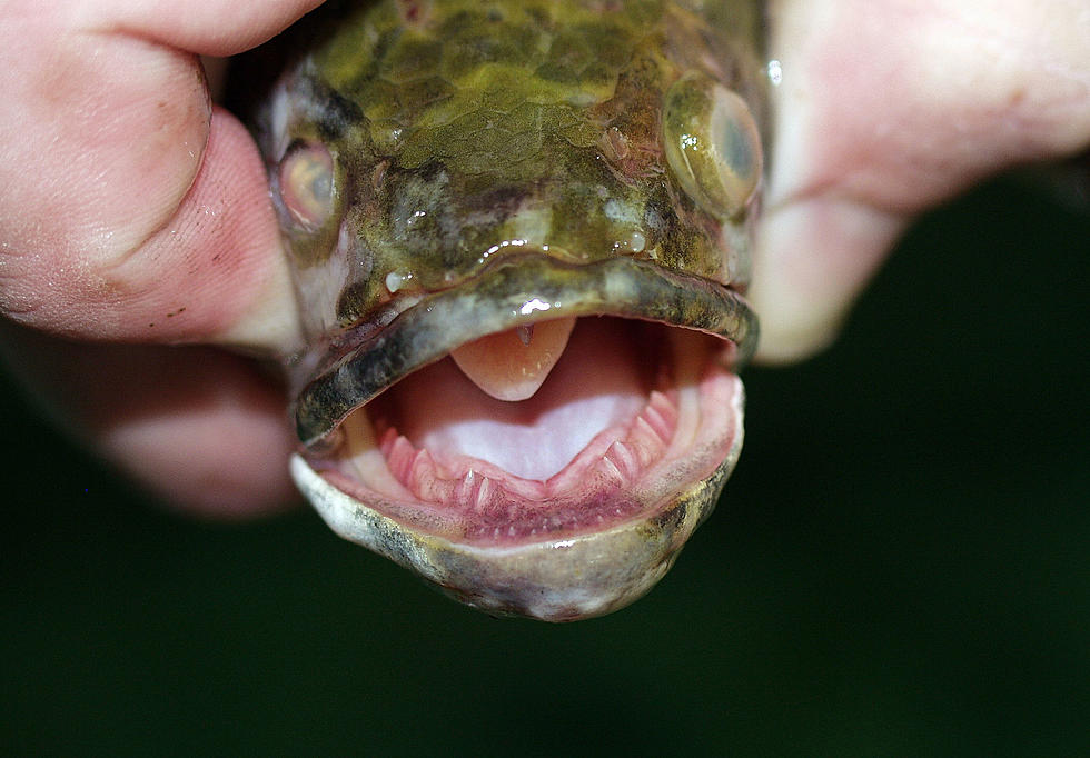 Dangerous Land Walking Frankenfish Eats Mammals! See It? Kill It!