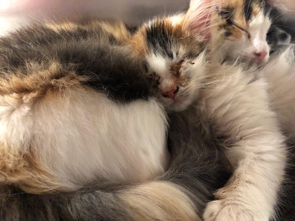 Who Abandoned Over 20 Sick Kittens at Mohawk Hudson Humane?