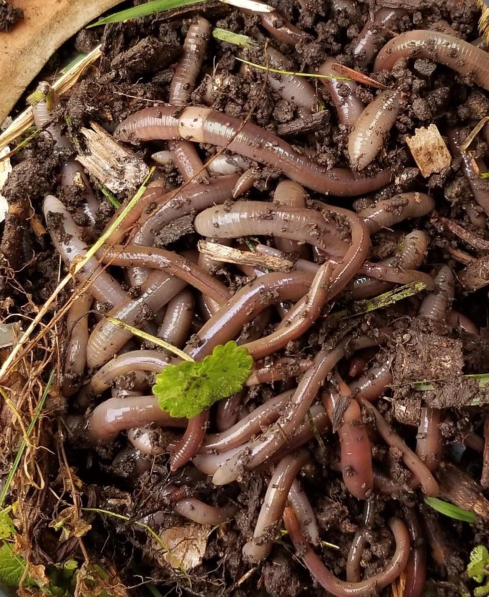 New York State Invaded by Jumping Worms! Are They In Your Yard?