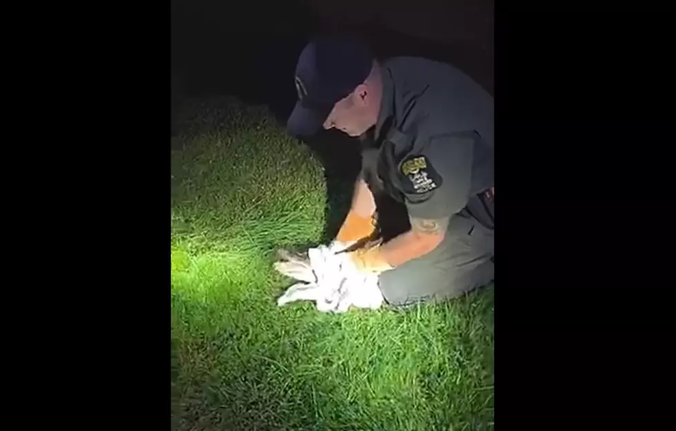 Video of Alligator Captured at Upstate School! How Did They Catch Him?
