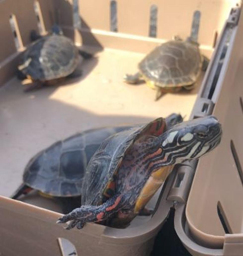Illegal Turtle Operation in NY State! Would You Be Scammed By This?