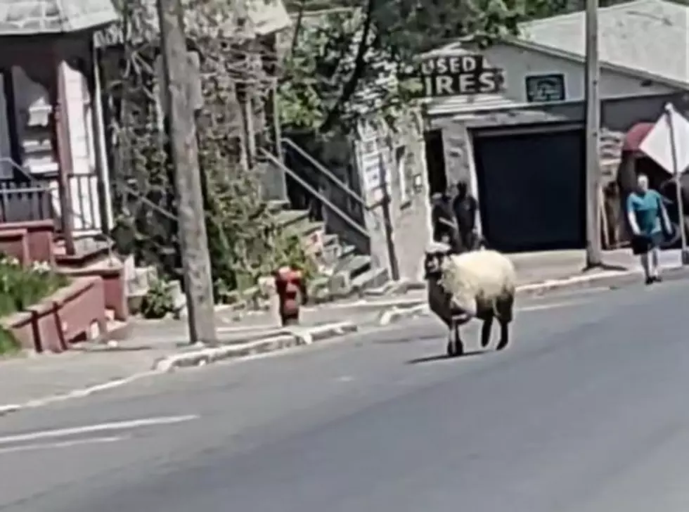 [VIDEO] Sheep Escapes in Schenectady Slaughterhouse, Chase Ensues