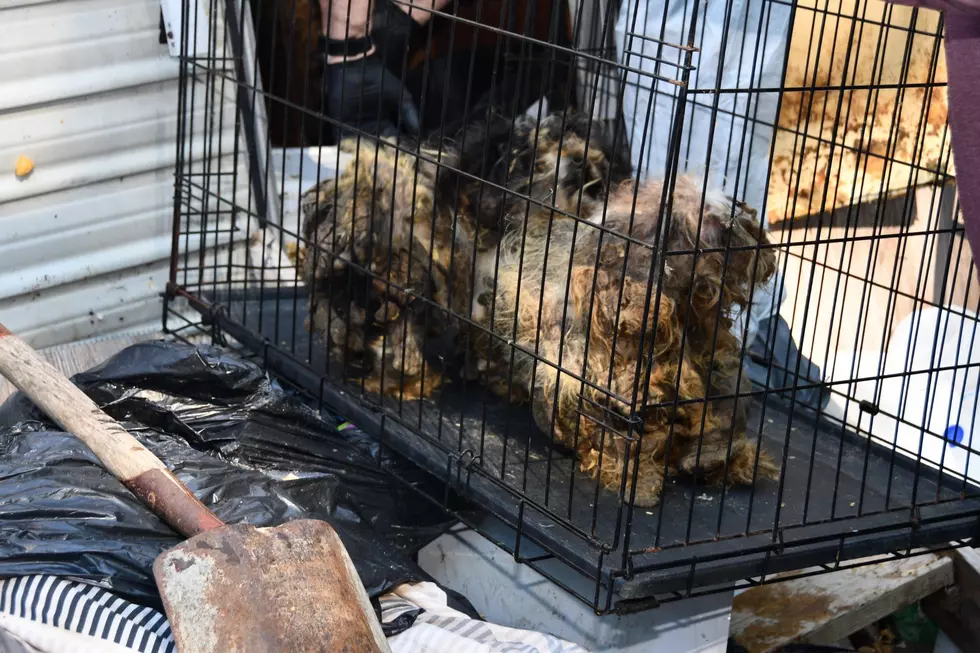 Upstate Couple Arrested for Leaving Animals in Horrific Conditions
