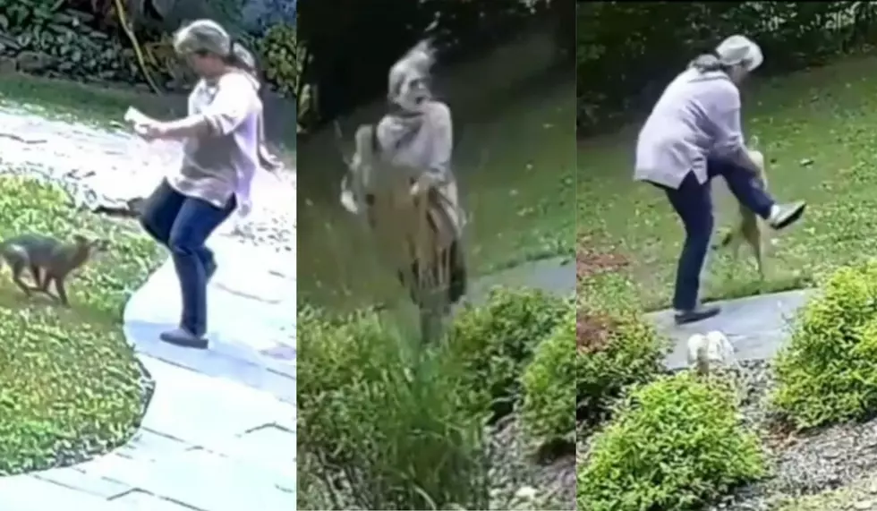 Video Catches Upstate NY Woman Attacked by Rabid Fox!