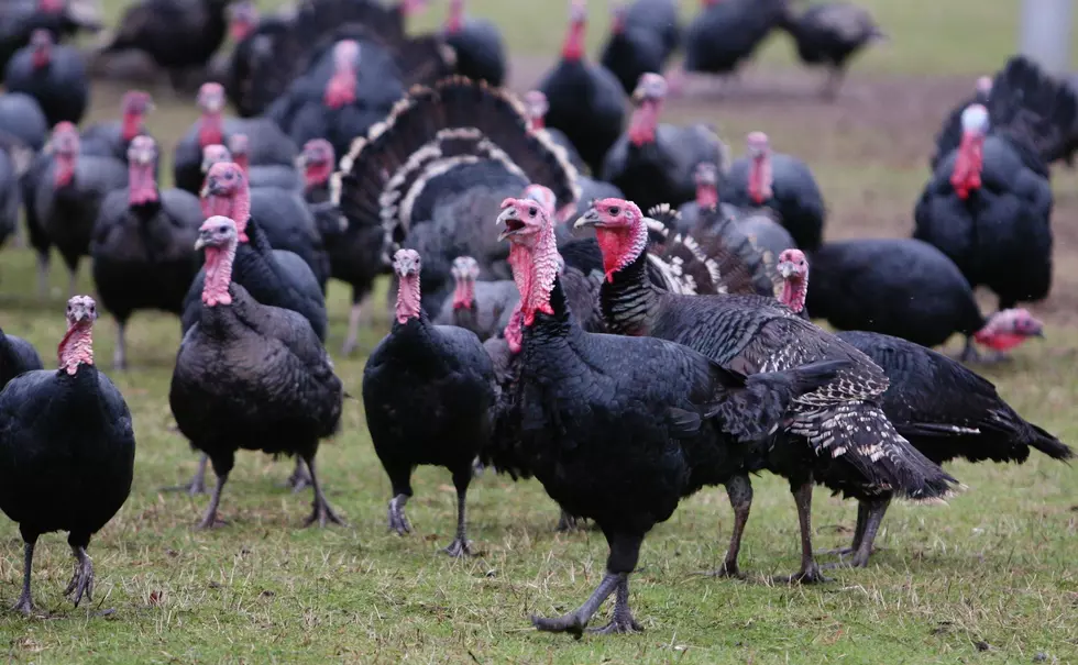 Want Fresh Turkey for Thanksgiving? Support These NY Farms!