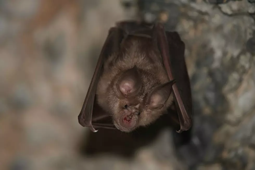 New York DEC Warns; Stay Out of Caves and Away from Bats! Why?