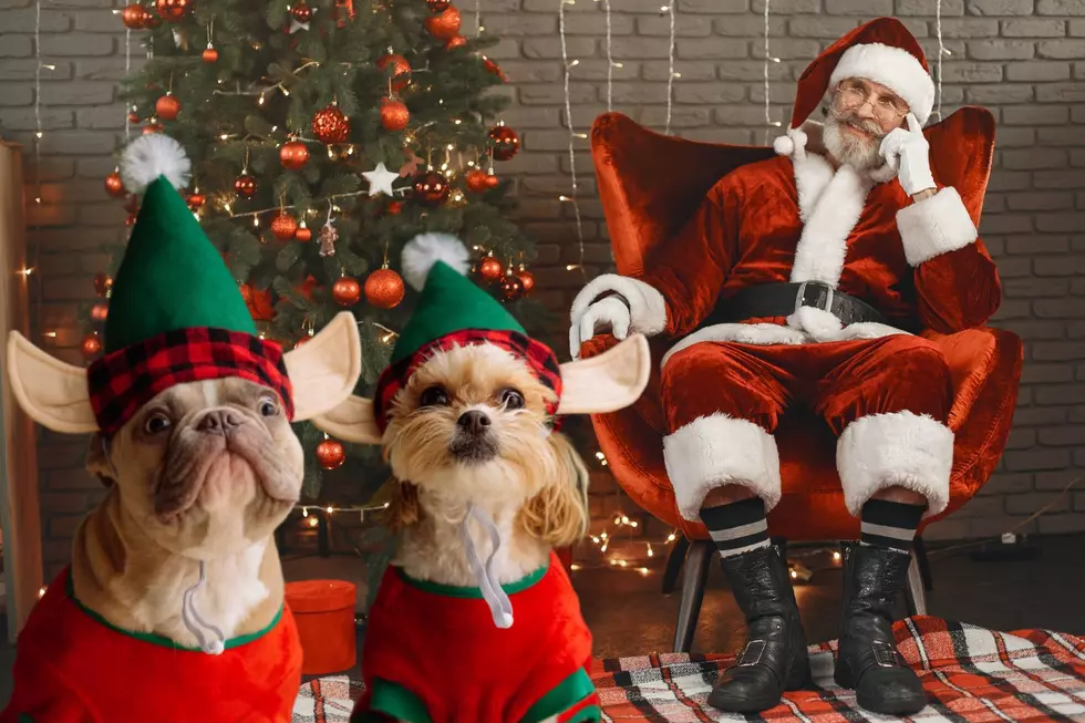 Is Your Dog on the Naughty or Nice List? Pet Portraits with Santa