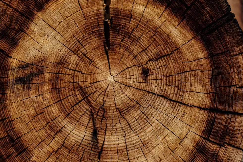 NY’s Biggest Tree Discovered In Schagticoke, How Big Is It?