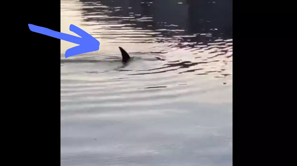 Dolphins Spotted Swimming In This New York River [Video]