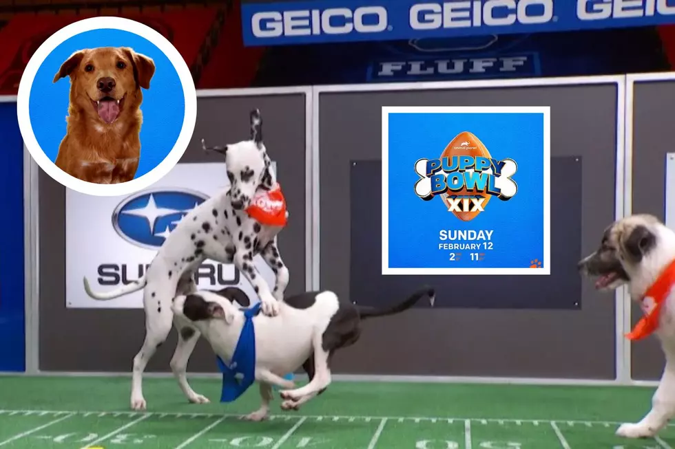 Meet the Adorable Puppy Bowl XIX Players from Pupstate New York