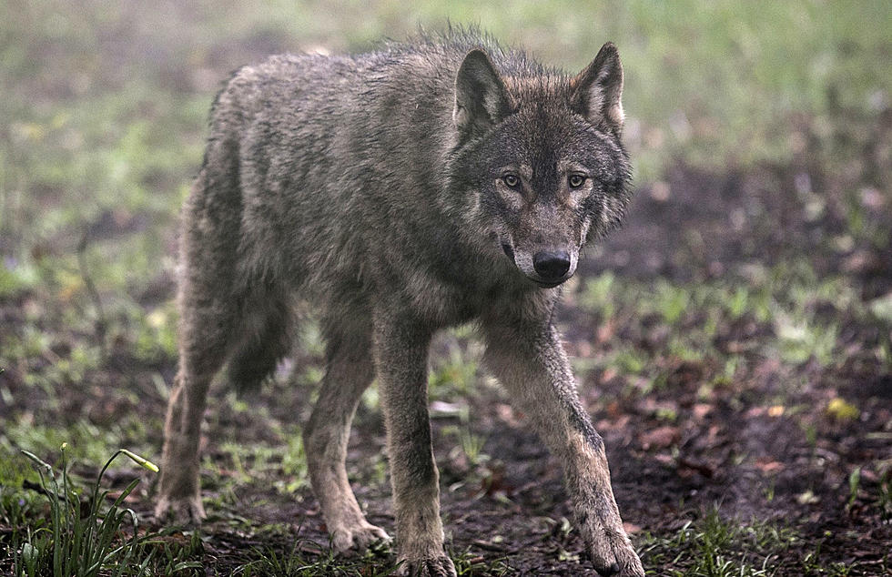 DEC Confirms Wolf Kill Near Cooperstown, Wolves Exist In New York?