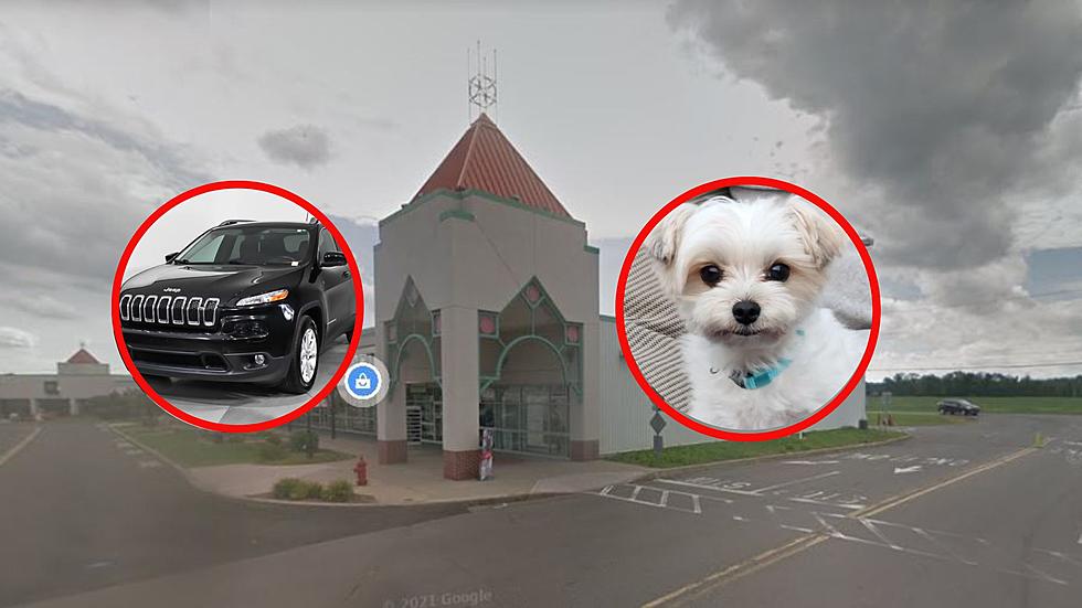 New York Thieves Take Car and Pet Dog, Can You Help Find Them?