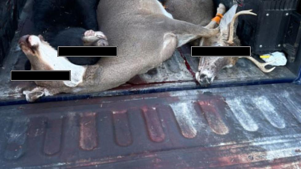 These New York Hunters Kill A Buck, A Doe and A Bear In One Morning, Illegally